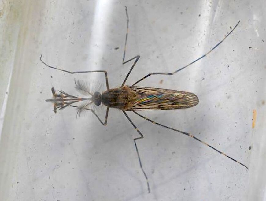 Самец комара Culiseta annulata в Исландии / © Björn Hjaltason. Источник: Vísir / visir.is