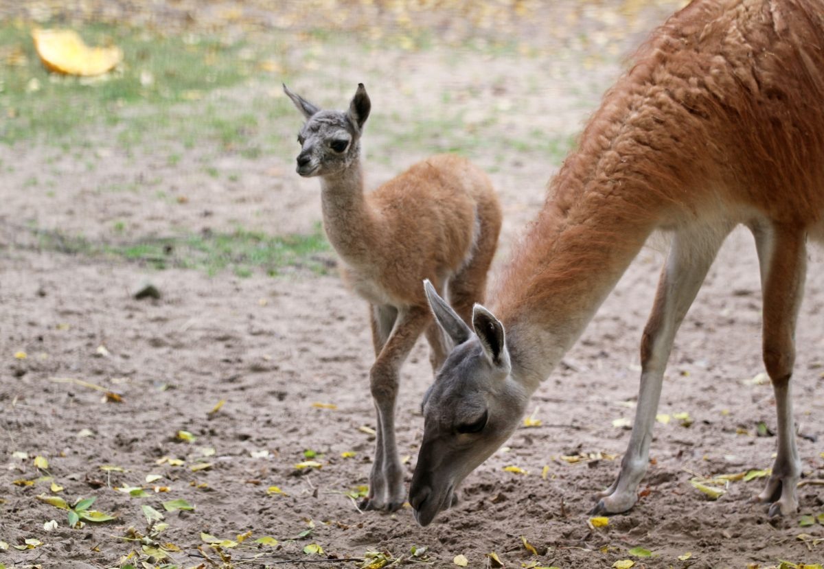    Малыш европейской лани Лоры
