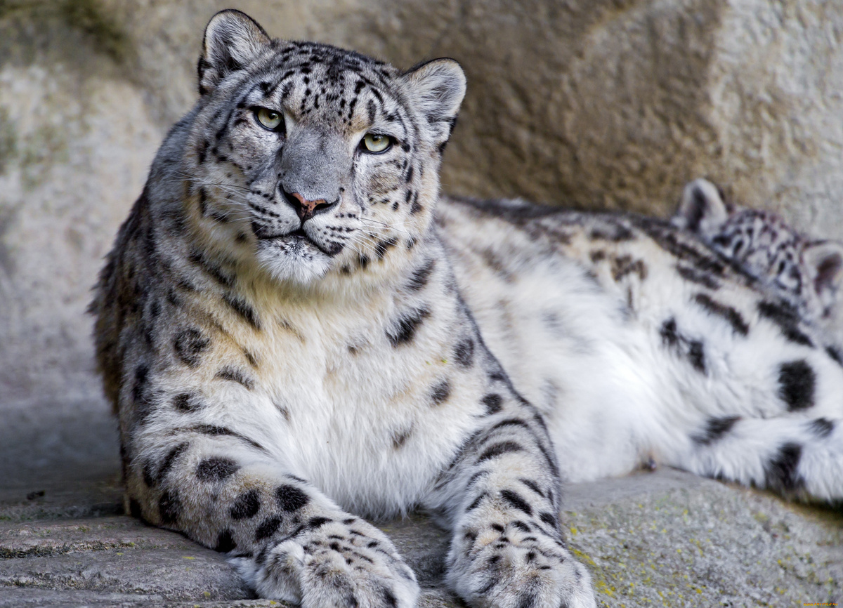 Вот он, загадочный снежный барс. Только посмотрите в эти умные глаза!