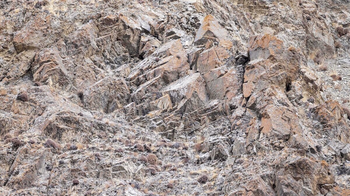 Попробуйте найти ирбиса! Его не зря называют «призраком гор».