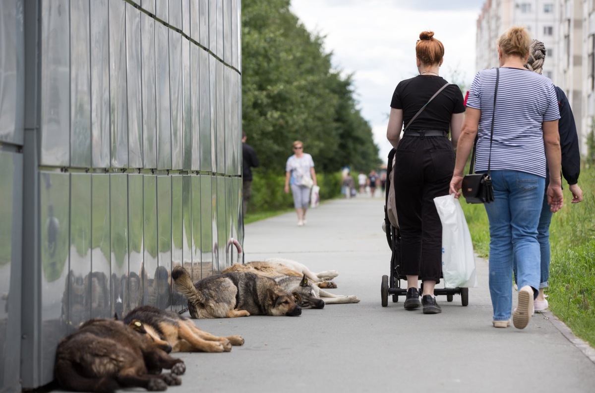    Сургутский суд взыскал 500 тысяч рублей за нападение бездомных собак на ребенка