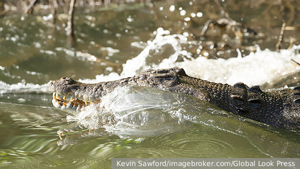     Фото: Kevin Sawford/imagebroker.com/Global Look Press   
 Текст: Дмитрий Зубарев