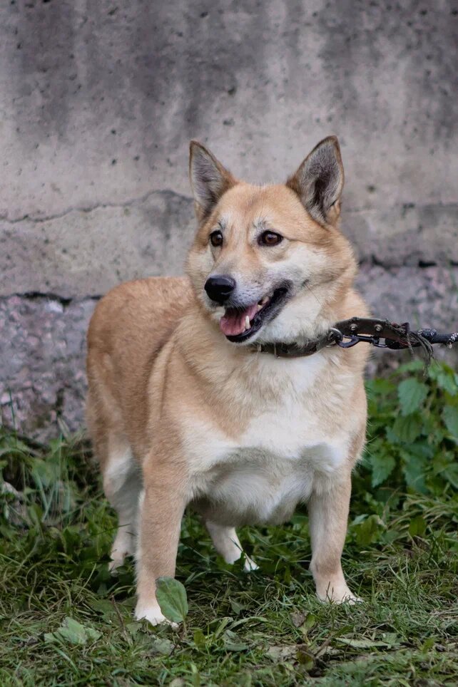 Эмми подарит своему хозяину безграничную, безусловную любовь и будет самым верным компаньоном каждый день.