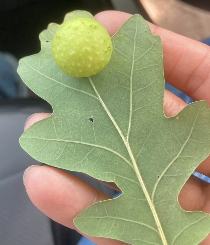 Чернильный орешек орехотворки