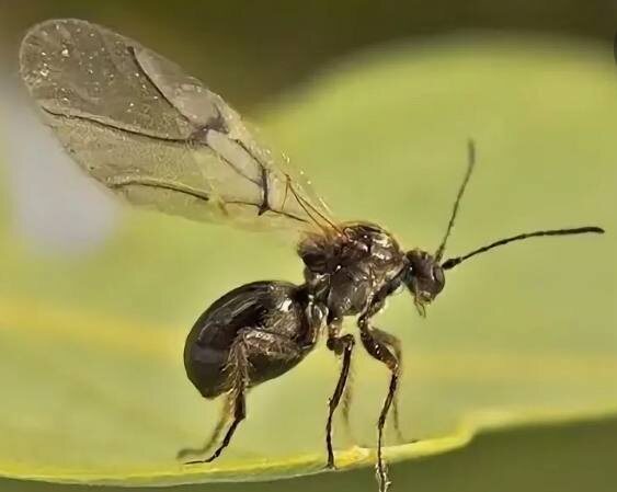 орехотворка