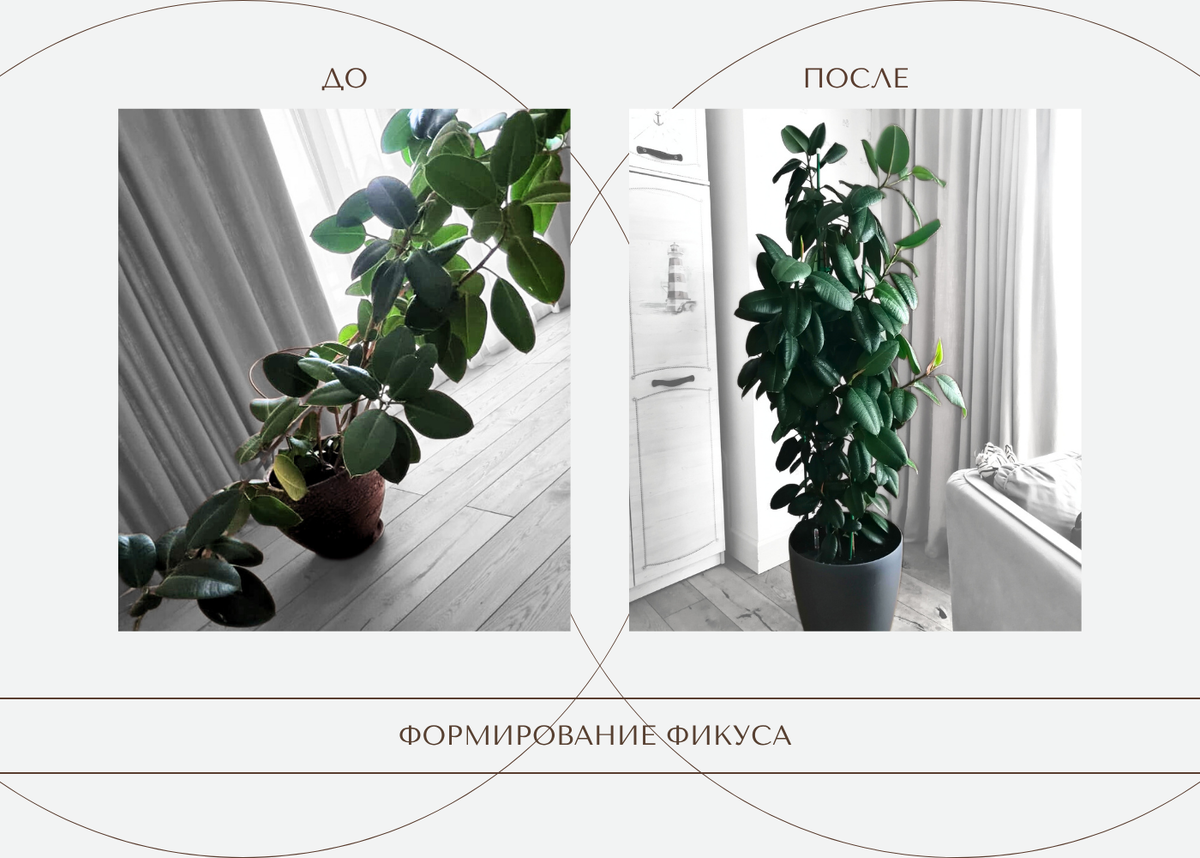 Формирование Фикуса эластика 1 (фото из личного архива)