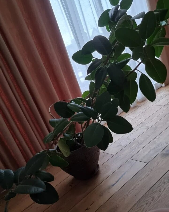 фото от клиента ( фото из личного архива)