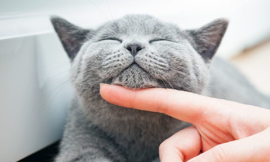 10 признаков проявления кошачьей любви к хозяину