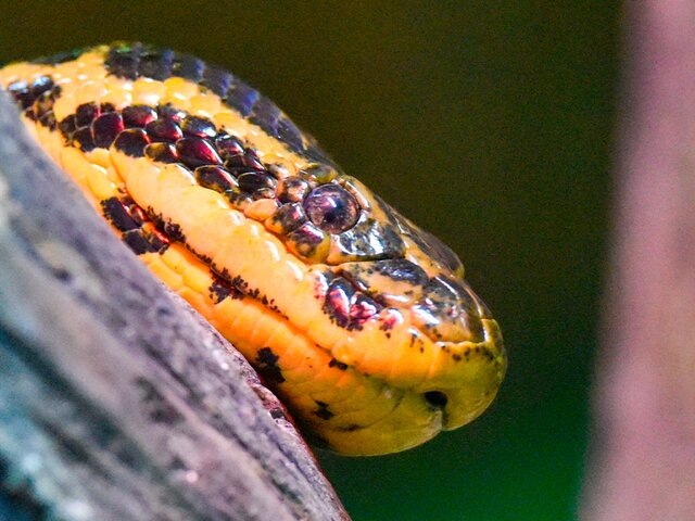    Фото: ТАСС/Роман Соколов
