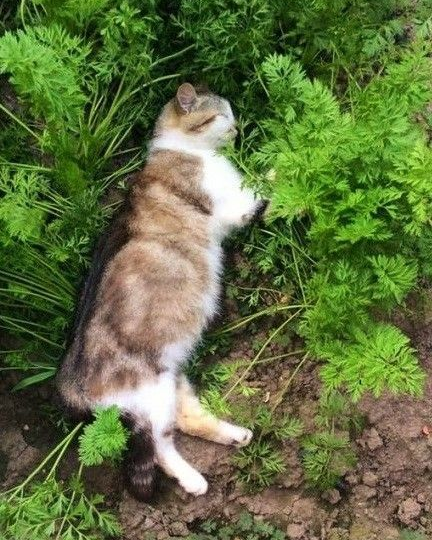 Как мягко отвадить бродячих котов от огорода?