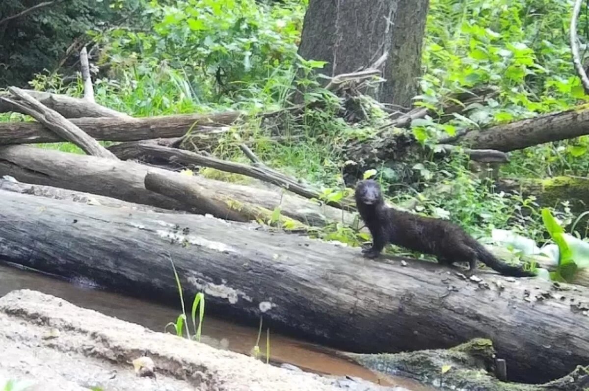    В объектив камеры калужского заповедника попала норка