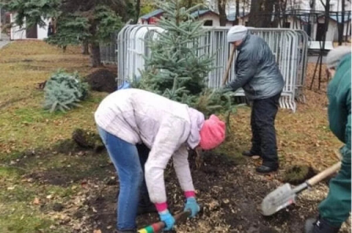    В центре Ульяновска высадили липы и голубые ели
