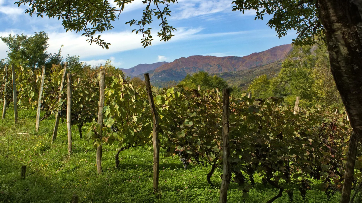 © National Wine Agency of Georgia