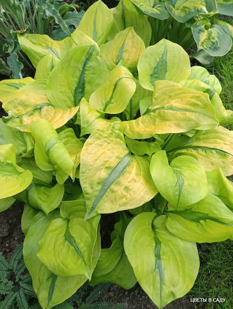 Изычканная красавица Stitch in Time в саду Ольги Малик