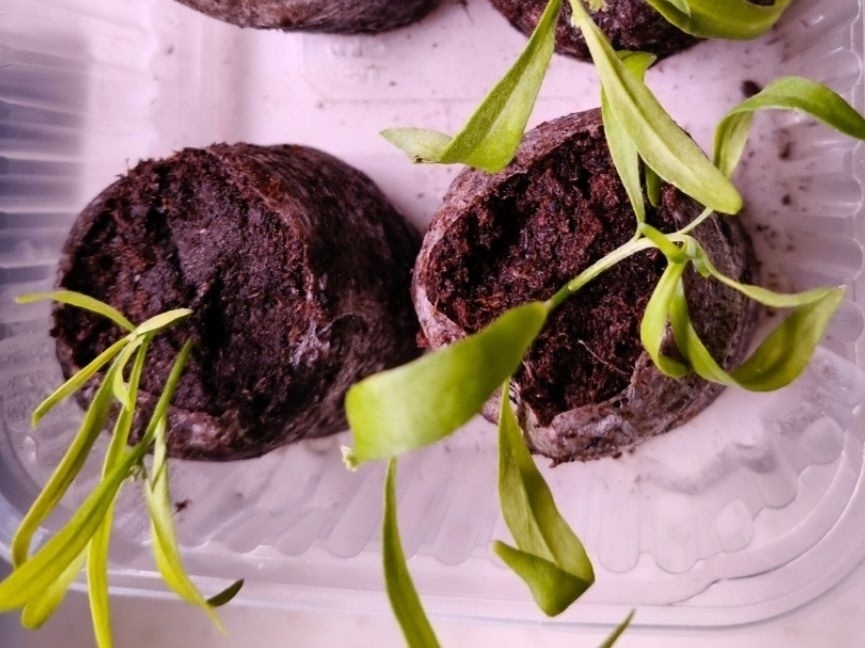 Весенние укорененные черенки алиссума. 