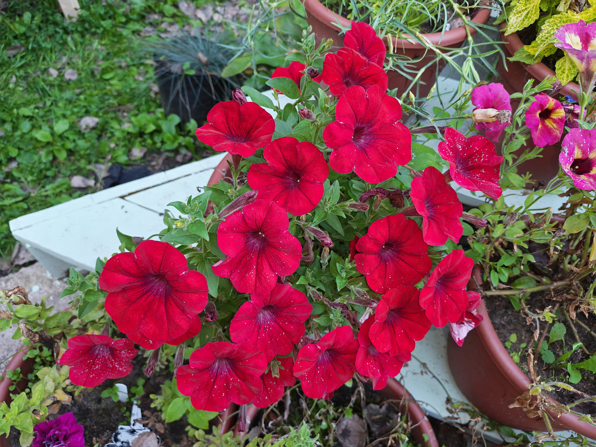 Моя подопытная сурфиния в сентябре. 