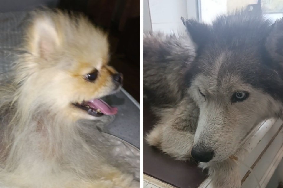    Мечта многих - породистые собаки - оказались никому ненужными. Фото: центр помощи бездомным животным "Святобор"