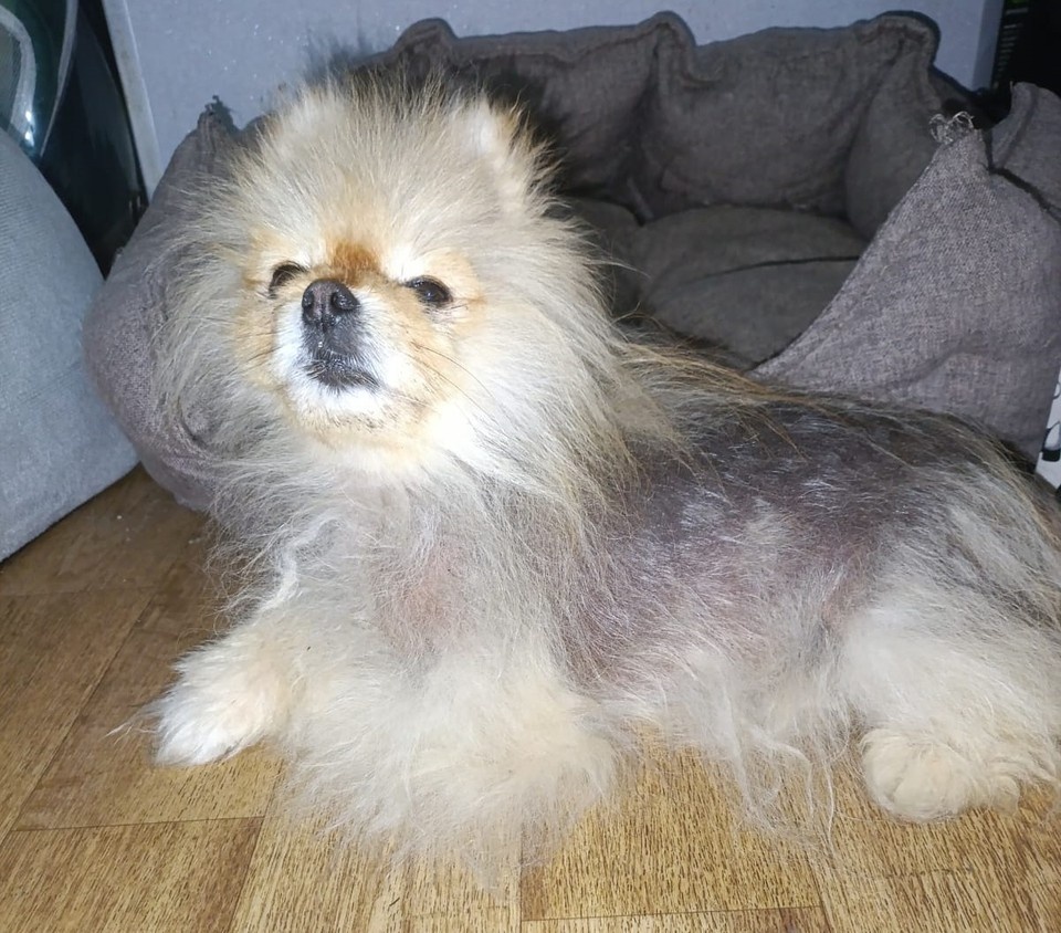    Сначала ветеринар проверит сердце Лео на УЗИ, чтобы понять, выдержит ли собака лечение зубов. Фото: центр помощи бездомным животным "Святобор"