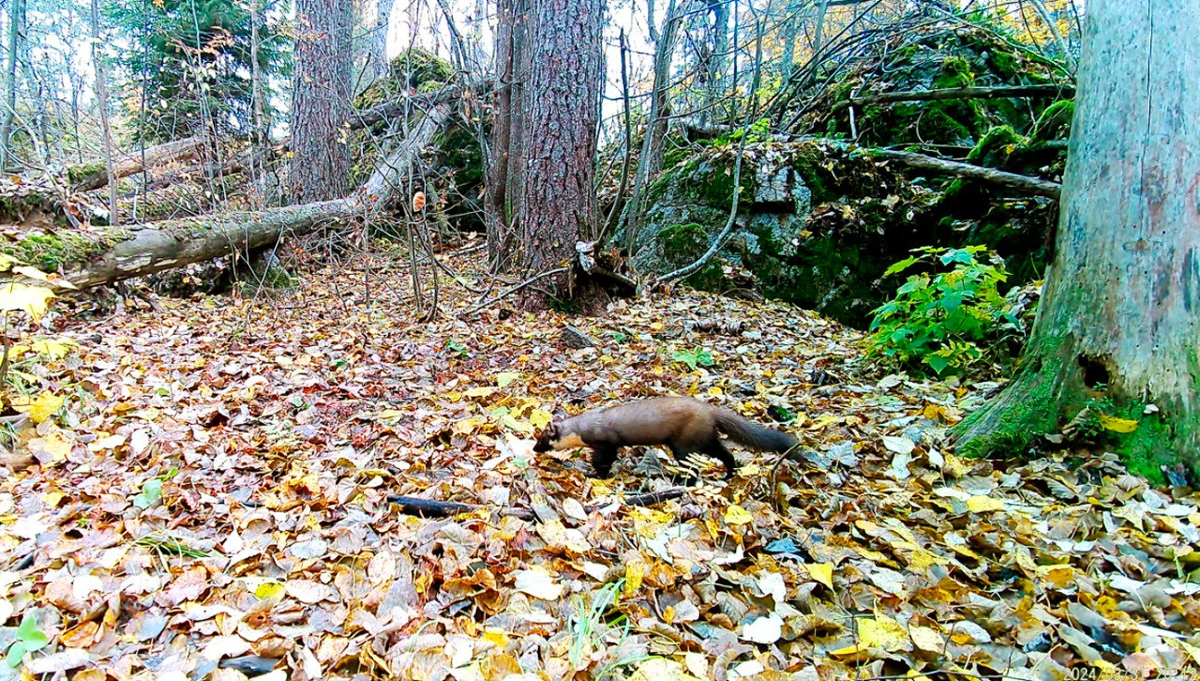 Фото: Даниил Карпиченко