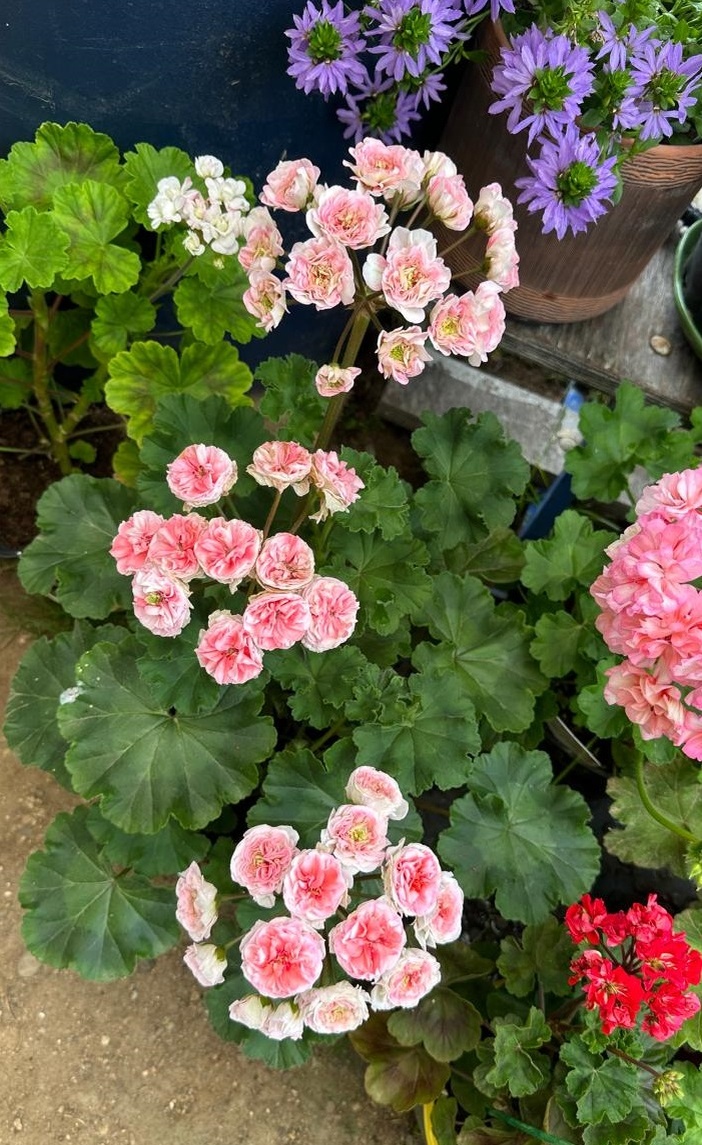 Пеларгония сорт Эрик-Дракон и Розы