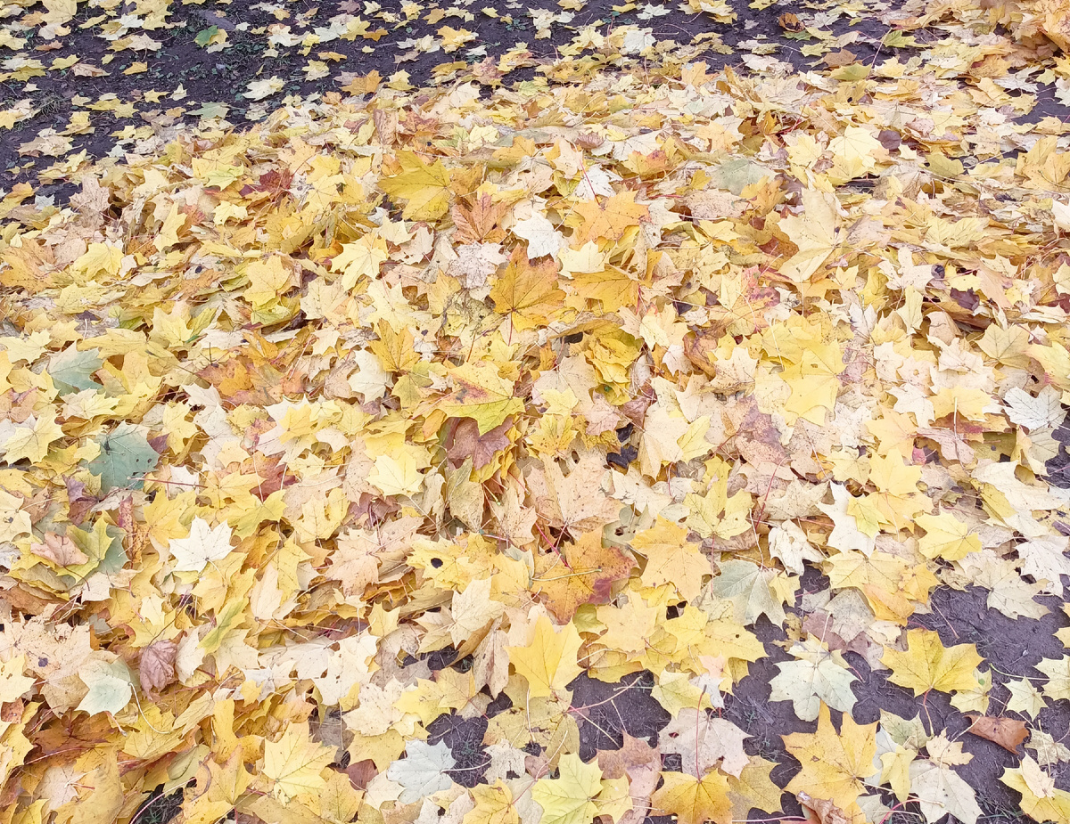 Осенние листья. Просто для украшения статьи.