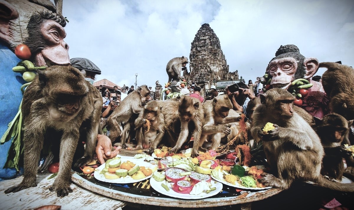 «Обезьяний банкет» Monkey Buffet Festival