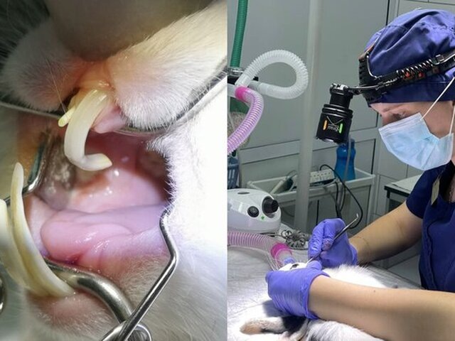    Фото: ГБУ "Мосветобъединение"/