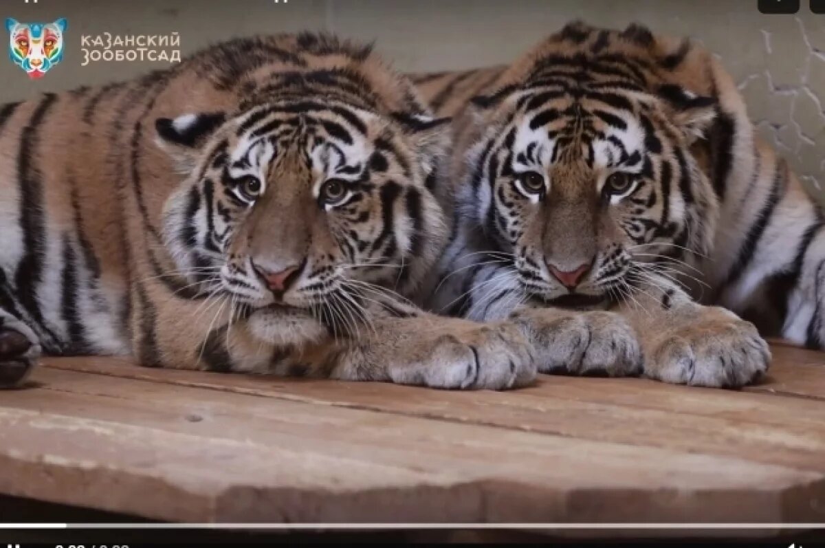    В Казани выбрали имена для спасённых амурских тигров