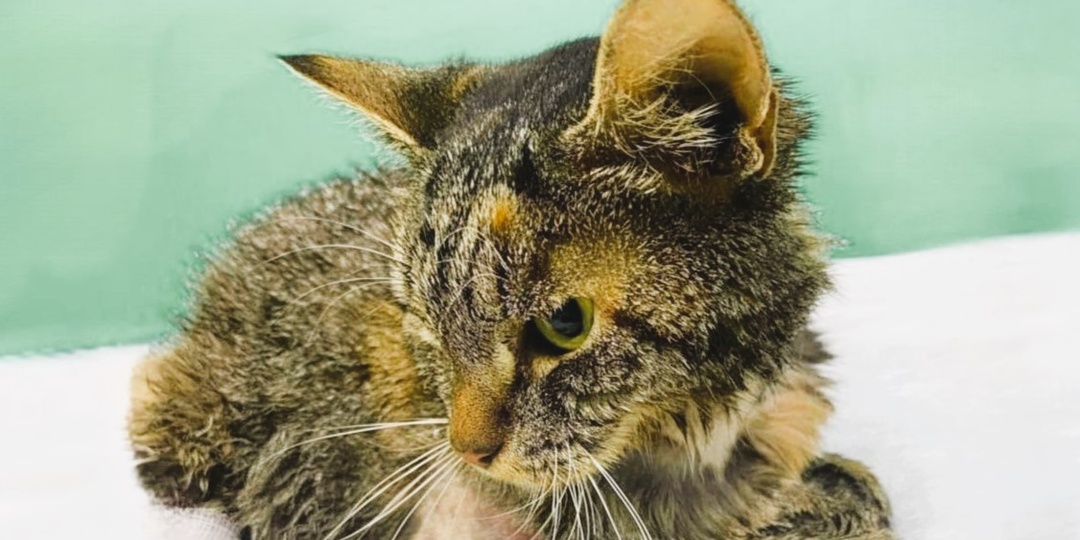 Маруся на миллион: на лечение кошки соседи собрали сотни тысяч рублей (а дома у нее по-прежнему нет)