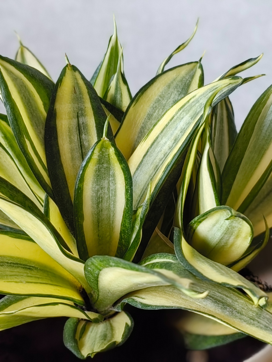 Сансивьерия ханни (варигатный сорт, предположительно Голд). Фото автора.