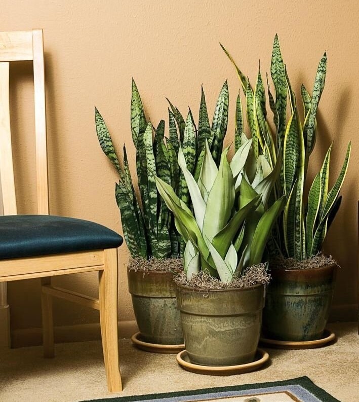 Компазиция из разных сортов сансивьерии. Фото из интернета.