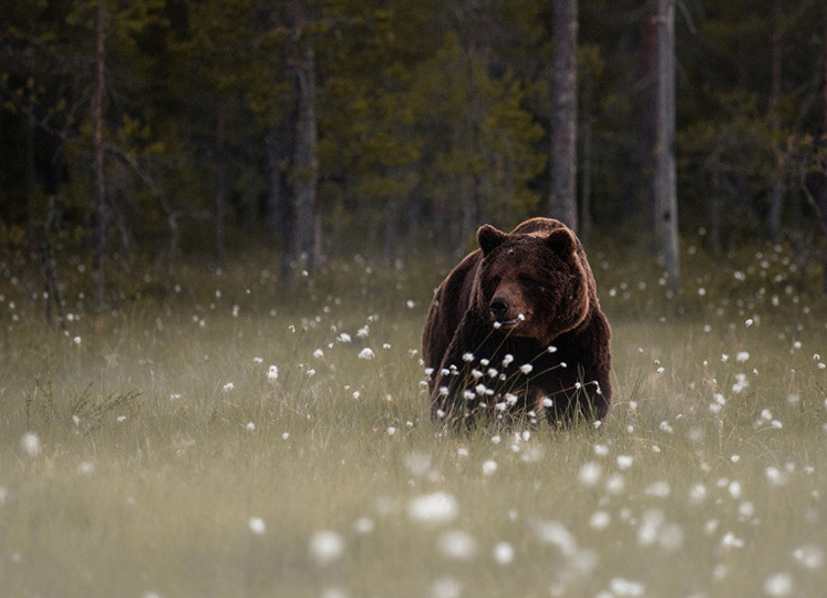 Расстрелянный на крыльце. Медведи калечат людей на Дальнем Востоке
