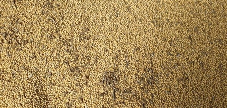    Фото: Приморское межрегиональное управление Россельхознадзора