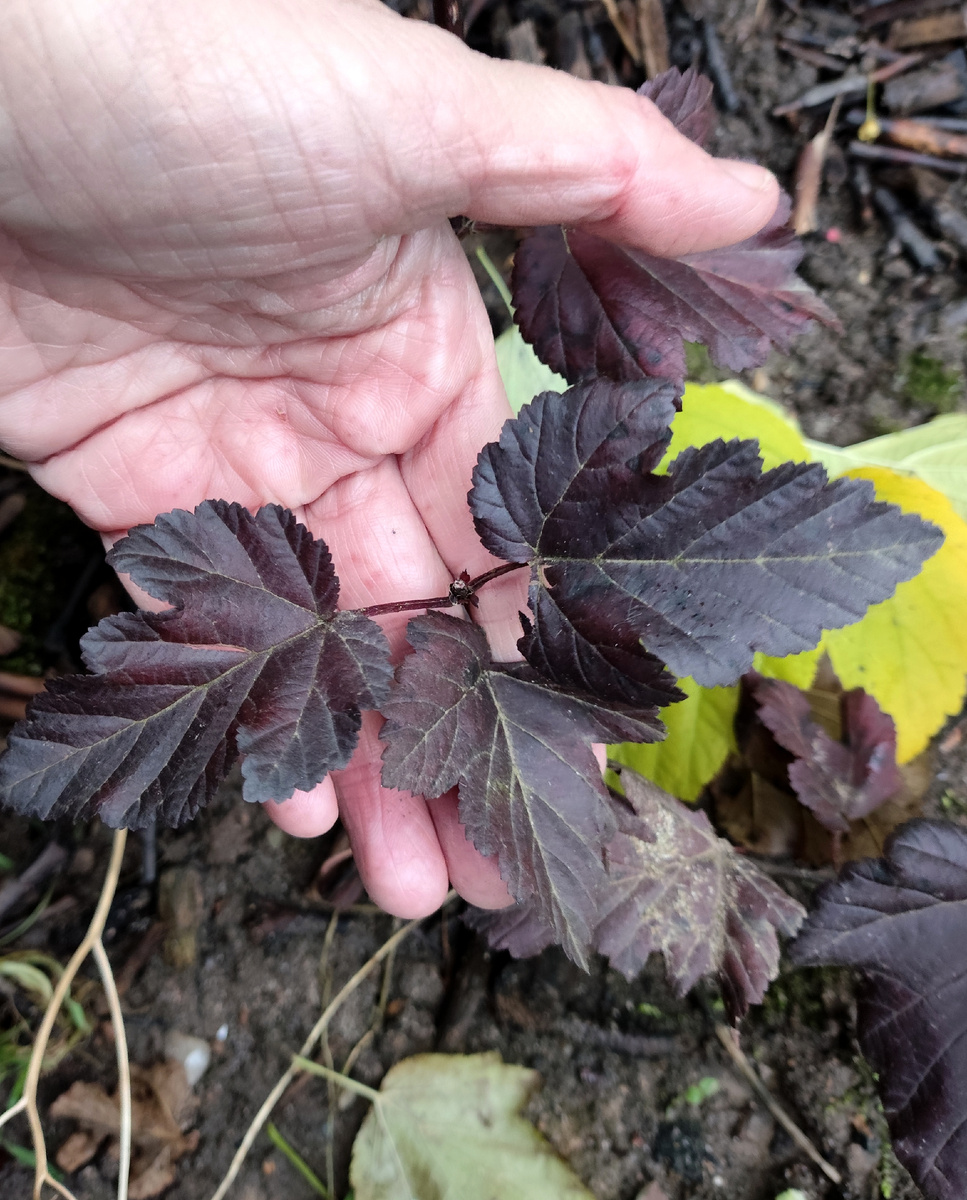 сорт Миднайт