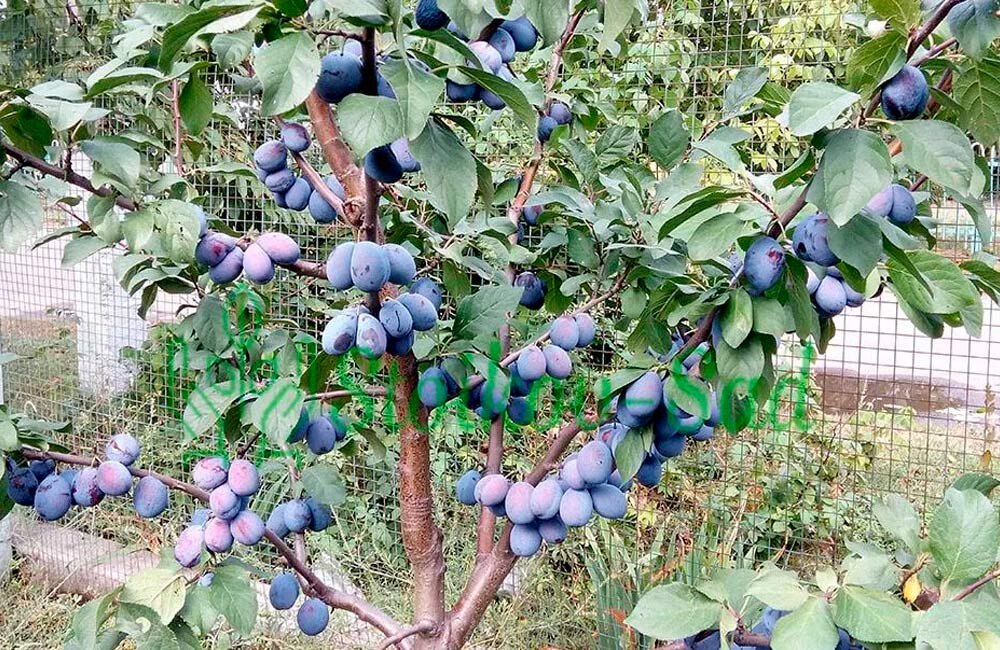 Формирование сливы