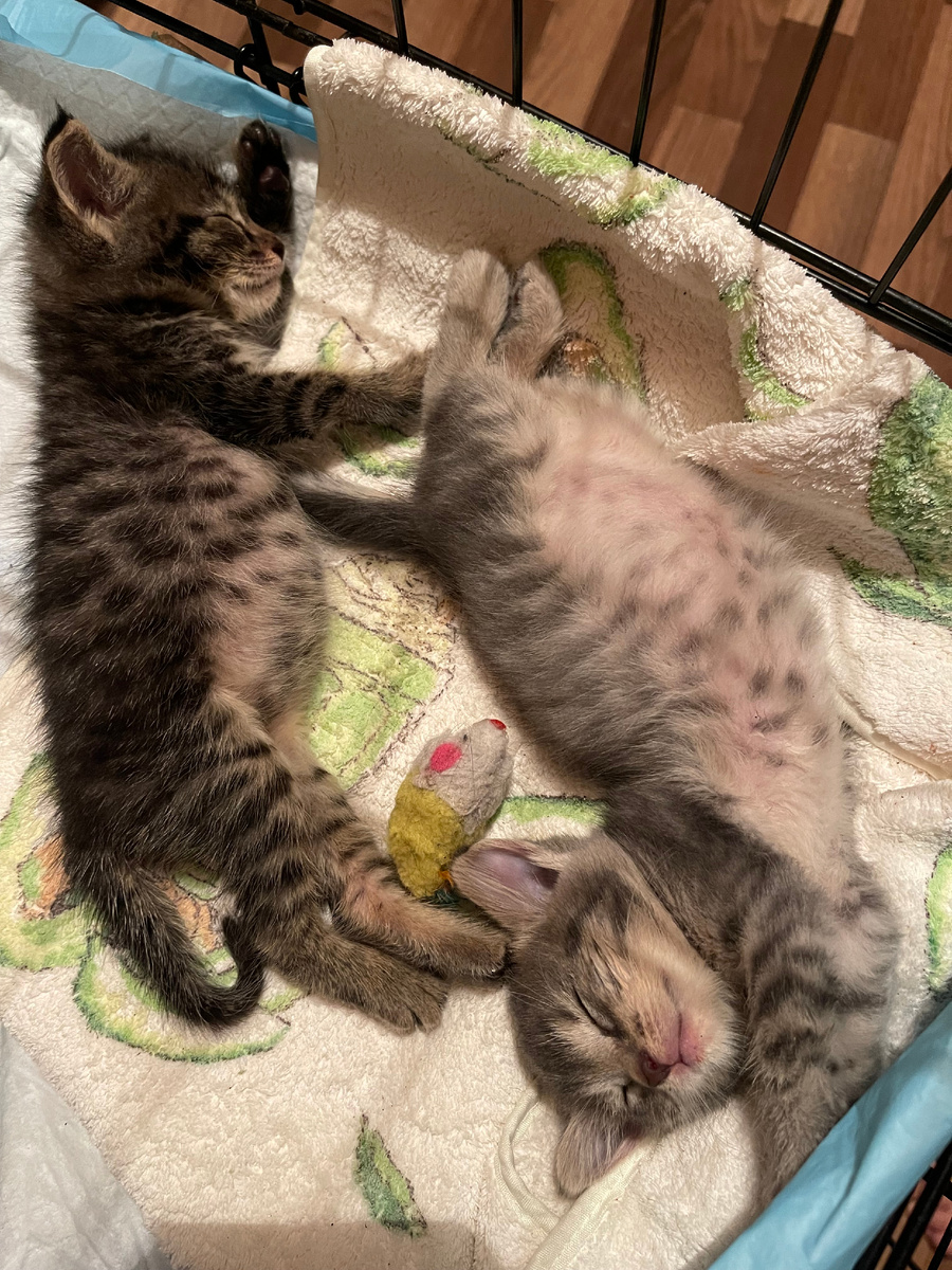 С сестрёнкой Мышкой