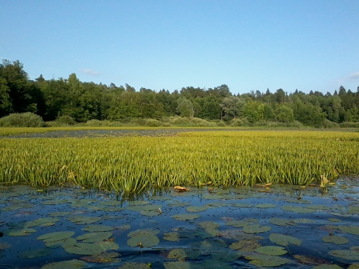 Заросли растения Stratiotes aloides, в которых преимущественно обитает исследованный вид. Источник: Dmitriy Gavrilko et al. / Biodiversity Data Journal, 2025