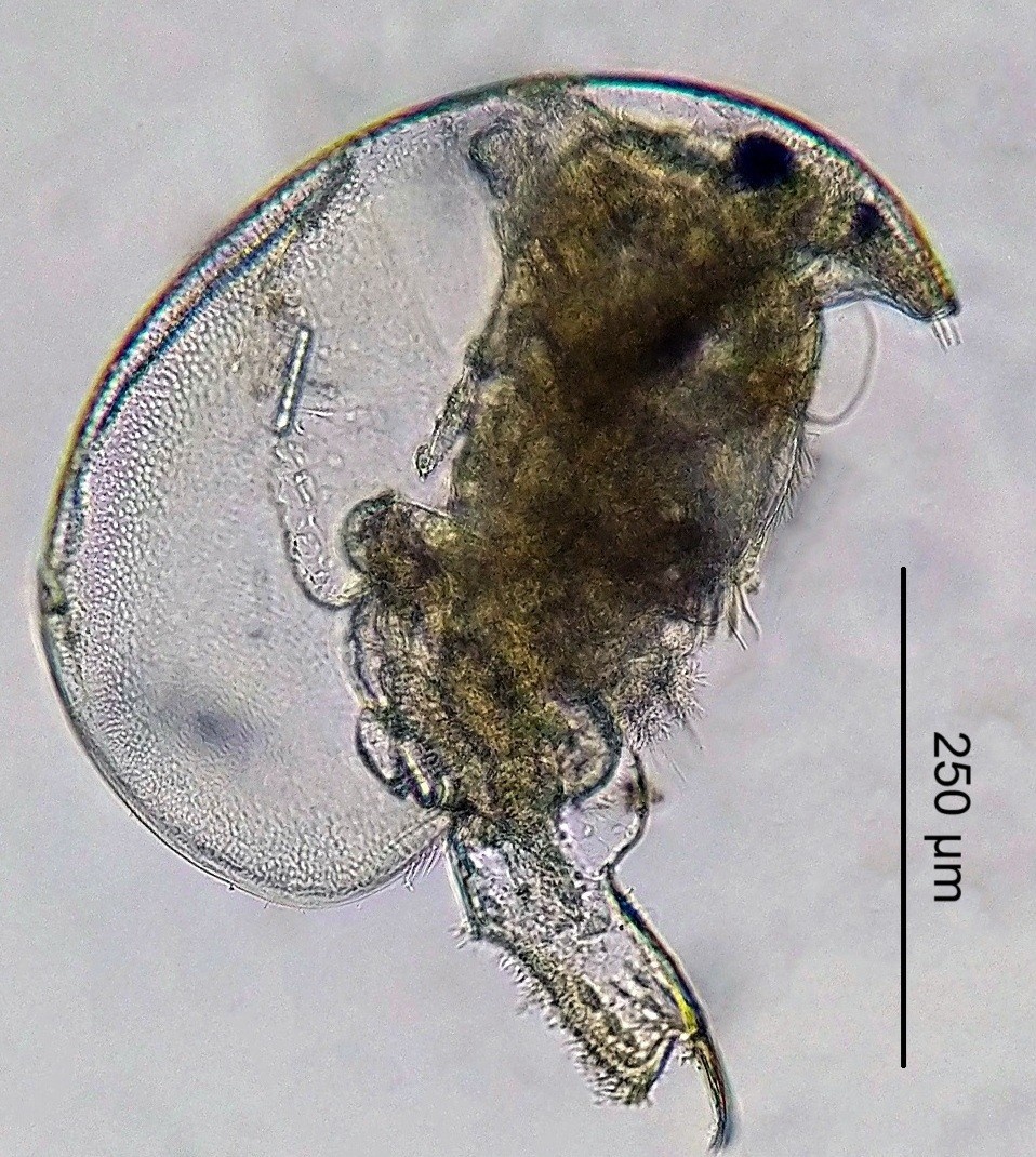 Самка Ovalona karelica. Источник: Dmitriy Gavrilko et al. / Biodiversity Data Journal, 2025