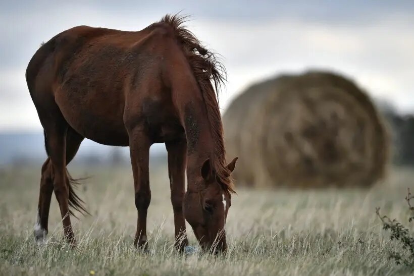     © РИА Новости. Константин Михальчевский