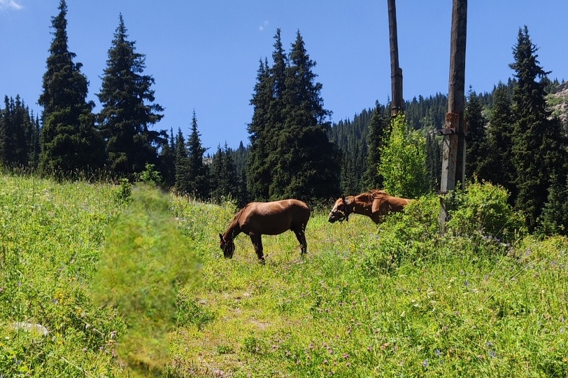 Год Лошади ДЕКОР