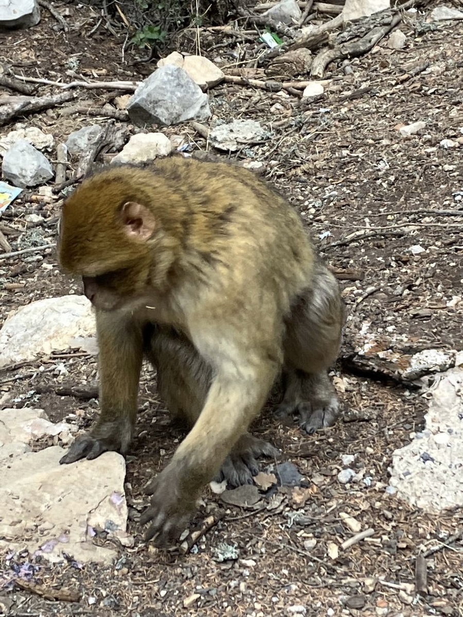 Макака в кедровом лесу