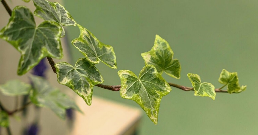 hedera helix