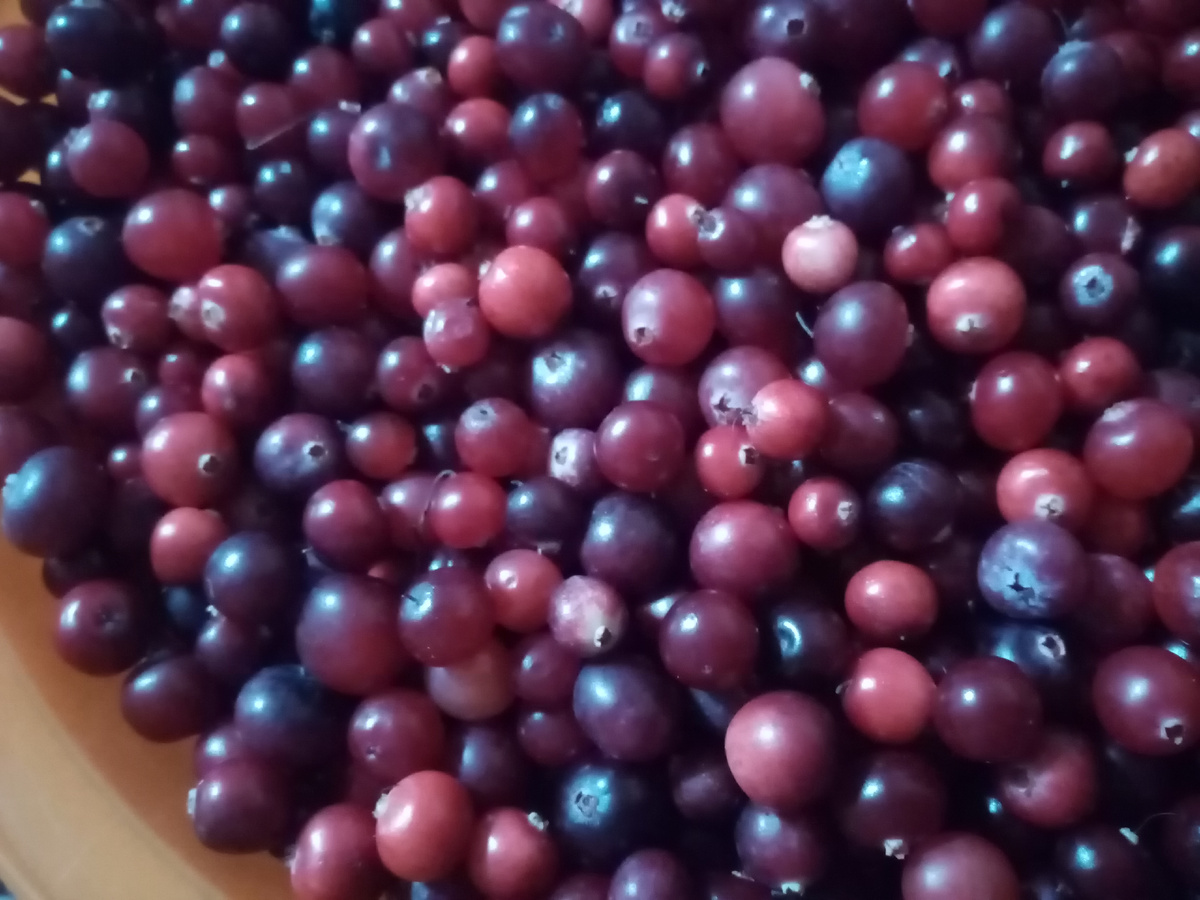 Клюква, фото автора