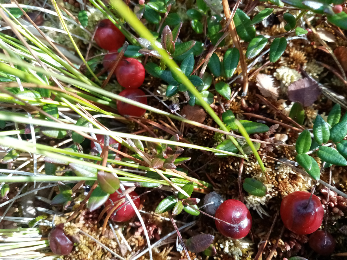 Клюква на болоте, фото автора