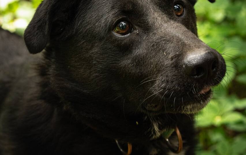 Псу не повезло, когда он попал в приют, а сейчас вообще фатально не повезло. Если его не забрать – пёс просто не жилец