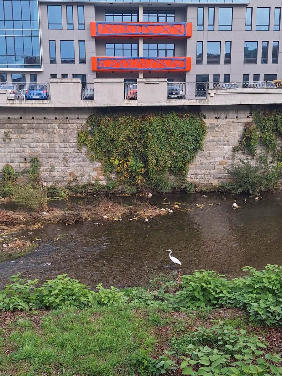 Цапля бродит в компании уток по реке рядом с домом. Осень - аисты улетели, теперь здесь пасутся цапли и утки.