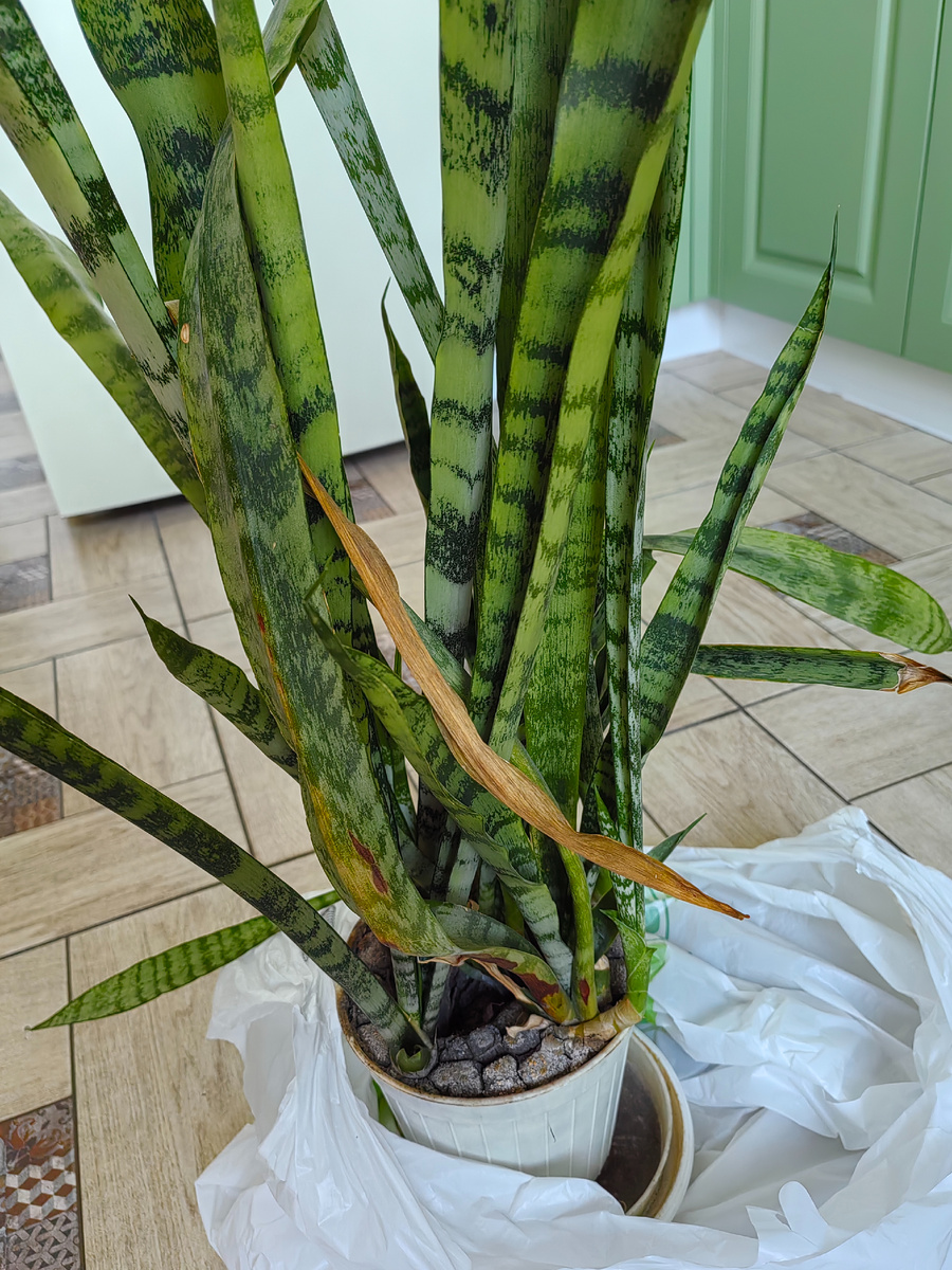 Вот такой сансивьерия попала ко мне. Фото автора.