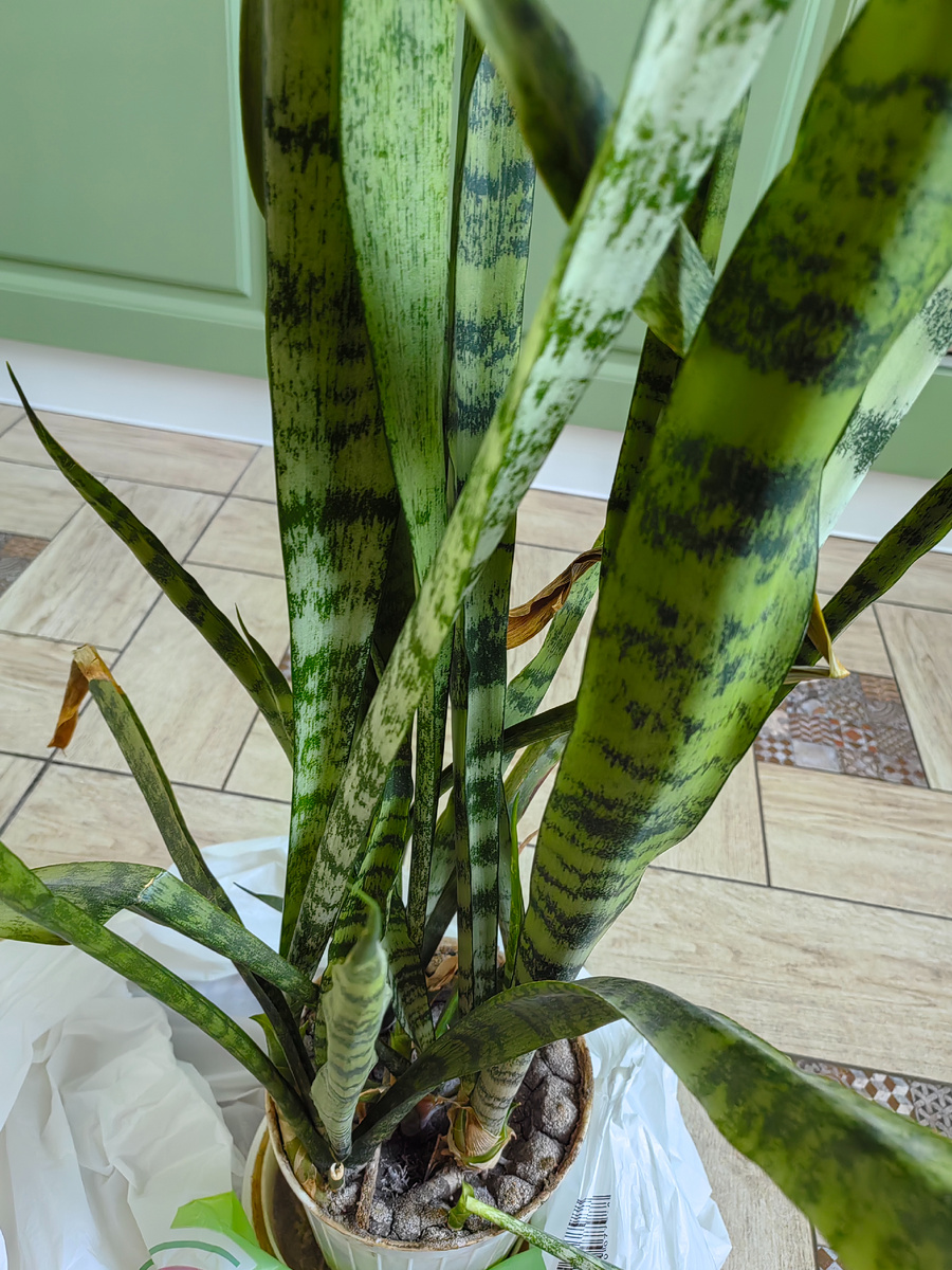 Состояние растения при покупке. Фото автора.