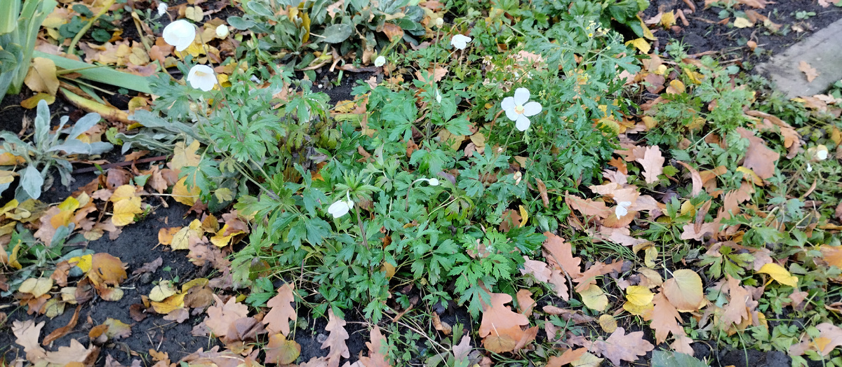 Кустик ветреницы в октябре, ближе к зиме