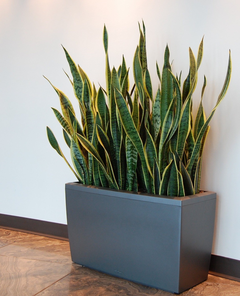 Сансивьерия.